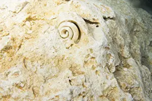 Close Up Rock Formations Drucke: Fossils, fossil snail shell on limestone cliffs