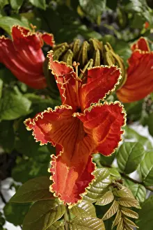 Botany Flowering Plants Drucke: Fountain Tree (Spathodea campanulata)