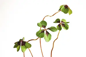 German Four Leaf Clover Drucke: Four-leaf clover, Germany