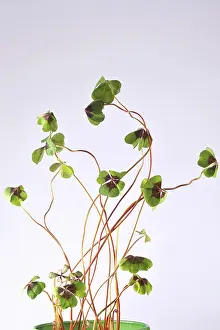 German Four Leaf Clover Drucke: Four-leaf clover, Germany