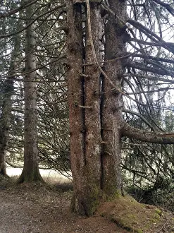 Central Europe Forests Drucke: Four-stem conifer, conifer with 4 trunks