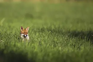 Deserted Forest Clearing Drucke: Fox in a clearing in the wild