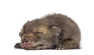 White Background Wildlife Photo Drucke: Fox cub (4 weeks old) lying in front of a white background
