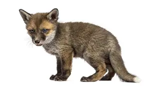 Studio Shot Of A Fox Drucke: Fox cub (7 weeks old) in front of a white background