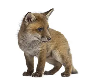 Wild Mammal Images Drucke: Fox cub (7 weeks old) in front of a white background