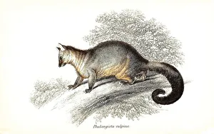 Fuchs-Kusswurm, Phalangita vulpina Synonyme