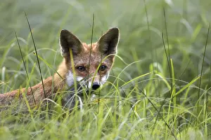 Drucke von Ein Fuchs verbirgt sich im Gras, um seine Beute zu überraschen. Seine Augen sind hellwach und sein Körper ist angespannt, bereit zum Sprung Verwandte Bilder Drucke: Ein Fuchs versteckt sich im Gras in der Wildnis.