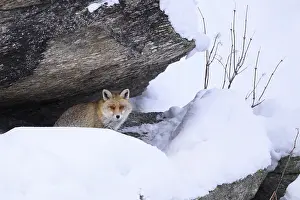 Vulpes Vulpes Habitat Drucke: A fox partially hidden by a snowdrift