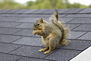 Orange Colored Squirrel Drucke: The fox squirrel (Sciurus niger)