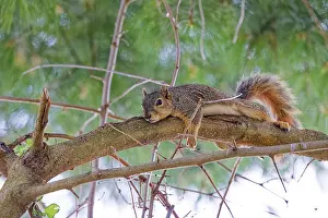 Bilder Datiert 20. Juli 2024: Fox squirrel print
