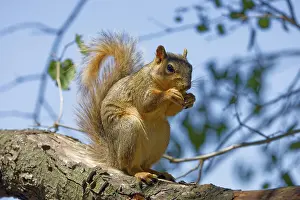 North American Fauna Drucke: The fox squirrel (Sciurus niger)