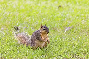 Bilder Datiert 1. Juli 2024: Fox squirrel sciurus niger