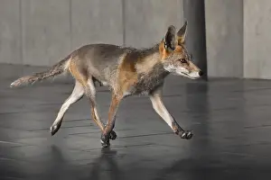 European Red Fox Drucke: Fox (vulpes vulpes)