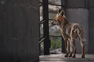 Predator Animal Photos Drucke: Fox (vulpes vulpes)