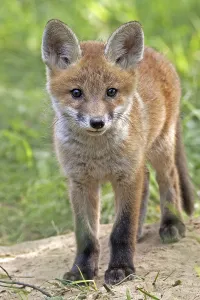 Fox In The Wild Drucke: Fox in the wild, in a clearing