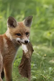 Fox In The Wild Drucke: Fox in the wild in a clearing