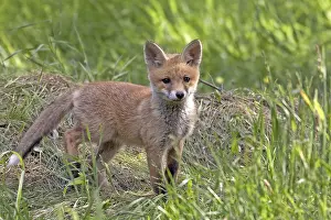 Deserted Forest Clearing Drucke: Fox in the wild, in a clearing