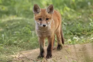 Deserted Forest Clearing Drucke: Fox in the wild, in a clearing