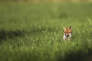 Predator Mammal Wildlife Drucke: Fox in the wild, hidden in the grass