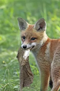 Forest Wildlife Scene Drucke: Foxes in the forest in the wild