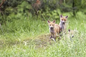 Wild Animal Predators Drucke: Foxes in the forest in the wild