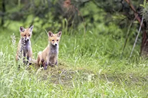 Mammals In Nature Drucke: Foxes in the forest in the wild