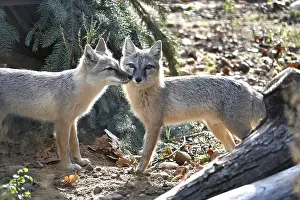 Mammal Photography Drucke: Two foxes interact playfully in a forest environment