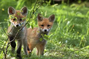 Foxes In The Wild Drucke: Foxes in the wild, in a clearing