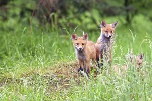 Wild Animal Predators Drucke: Foxes in the wild, in a clearing
