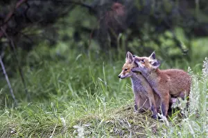 Foxes In The Wild Drucke: Foxes in the wild in the forest