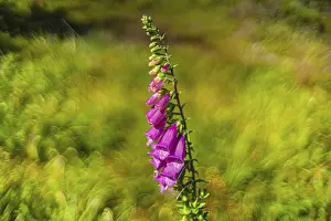 Uninhabited Landscape Photography Drucke: Foxglove