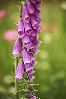 Natural Environment Stock Photos Drucke: Foxglove with Bumblebee