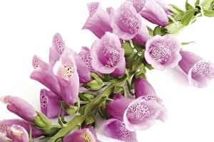 Foxglove Plant Drucke: Foxglove (Digitalis)