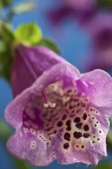 Deserted Plant Life Drucke: Foxglove -Digitalis