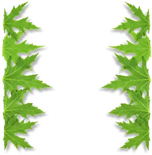 White Background Decoration Drucke: Frame of mapple leaf