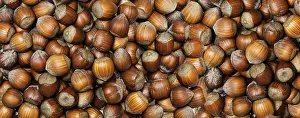 Healthy Eating Symbolic Picture Drucke: Full Frame of organic hazelnuts with nutshell