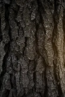 Deserted Tree Trunk Drucke: Full frame shot tree bark
