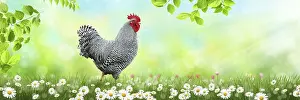 Productive Livestock Management Drucke: Free range chicken