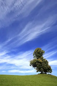 Blue Sky Tree Drucke: Free-standing tree on a hill under dramatic sky