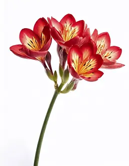 Isolated Flower Images Drucke: Freesia flower on a white background