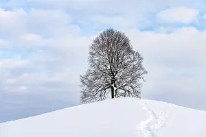 Deciduous Tree In Winter Drucke: Freestanding lime tree on hill