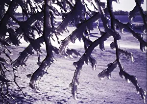 Gerahmter Druck : Eisregen, Äste sind erforderlich. Gerahmter Druck : Eisregen, Äste sind erforderlich.