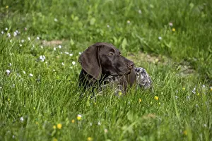 Flower Meadow Scene Drucke: French pointer, Braque francais