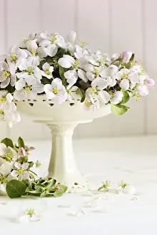 Apple Blossoms Drucke: Fresh apple blossoms on white table