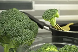 Kitchen Table Setup Drucke: Fresh broccoli on a fork, preparation for cooking on the kitchen table