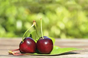 Fresh Cherries Drucke: Fresh cherries
