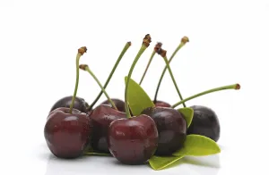 Fresh Cherries Drucke: Fresh cherries