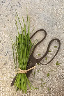 Fresh Herbs Drucke: Fresh chive and scissors from above