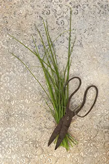 View From Above Drucke: Fresh chive and scissors from above