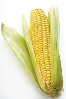 Fresh Corn Drucke: Fresh corn on the cob